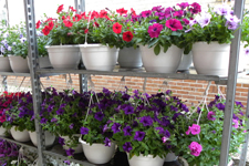 Menuafbeelding Hangpotten