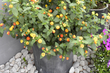 Menuafbeelding Kuipplanten