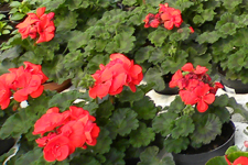 Menuafbeelding Stekplanten