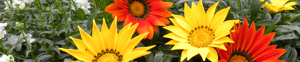 Categorie afbeelding Voorjaarscollectie