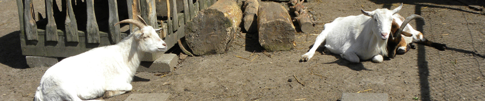 Afbeelding bij fotopagina De beestenbende