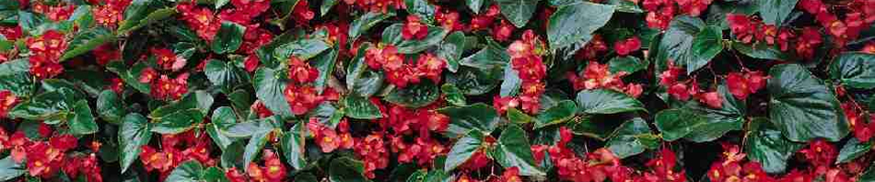 Categorie afbeelding Begonia hybrida Dragon Wing