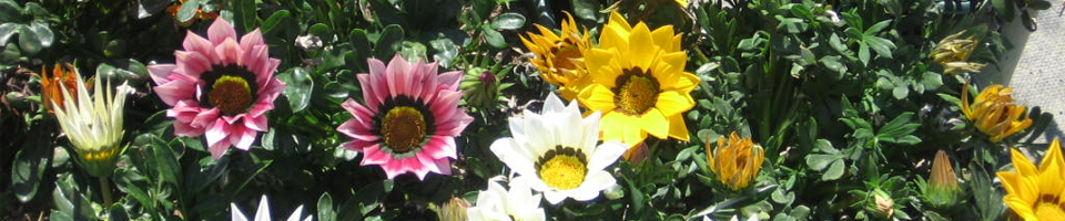 Categorie afbeelding Gazania rigens