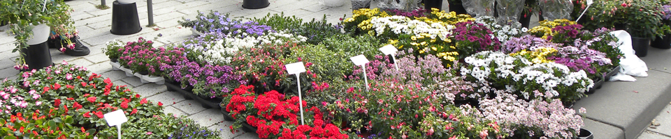 Afbeelding bij fotopagina Braderie