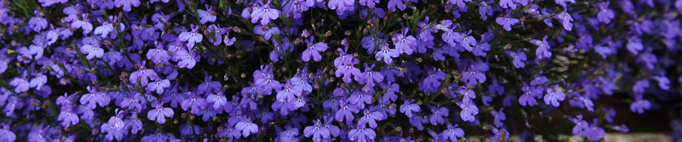 Categorie afbeelding Lobelia