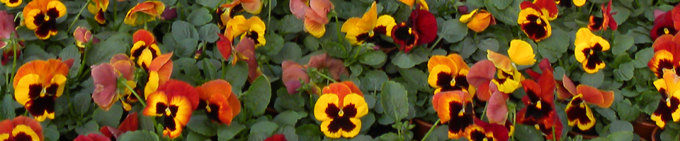 Categorie afbeelding Najaarscollectie