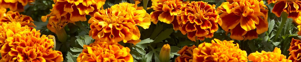 Categorie afbeelding Tagetes
