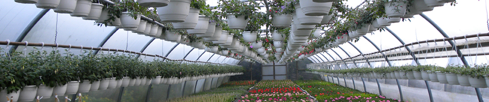 Afbeelding bij fotopagina De Kassen