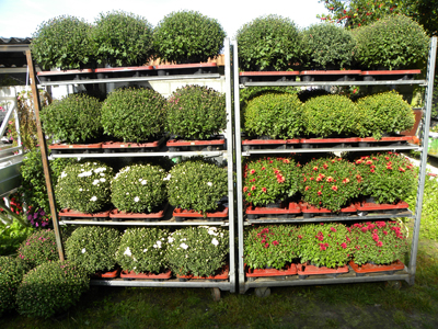 Afbeelding Bolchrysanten op stellages