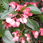 Afbeelding Begonia hybrida Dragon Wing Pink