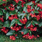 Afbeelding Begonia hybrida Dragon Wing Red