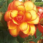 Afbeelding Begonia tuberhybrida Illumination Appricot