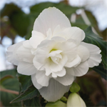 Afbeelding Begonia tuberhybrida Illumination Wit