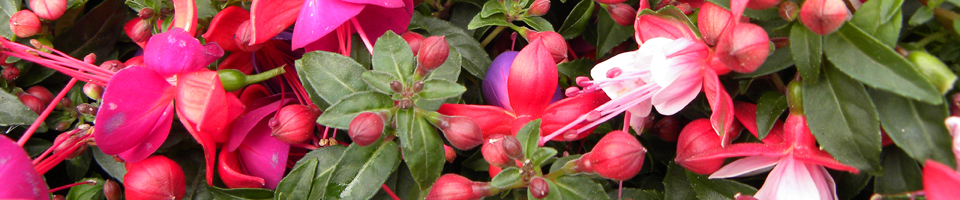 Afbeelding op introductiepagina van Fuchsia's