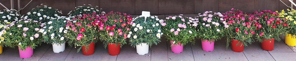 Afbeelding op introductiepagina  hanging baskets